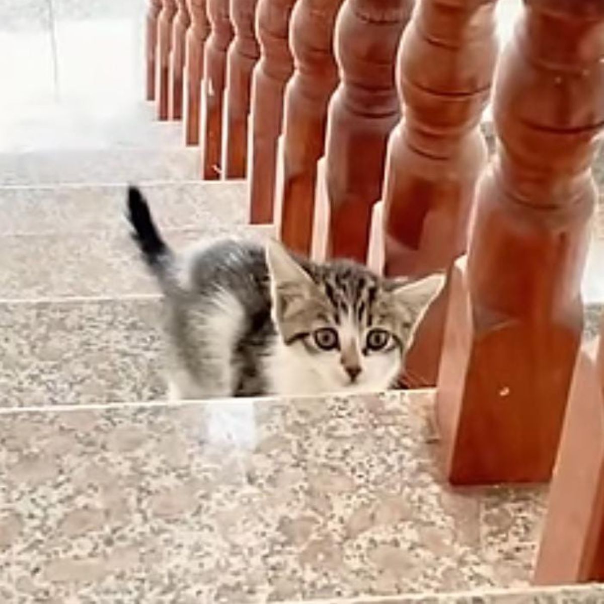 kitten on stairs