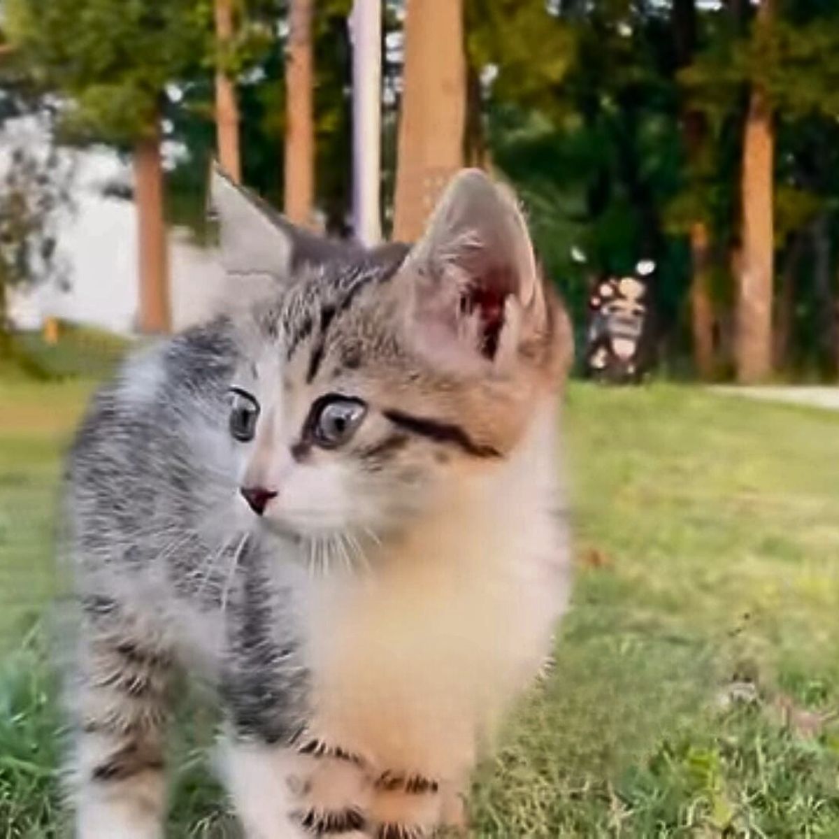 kitten outdoors