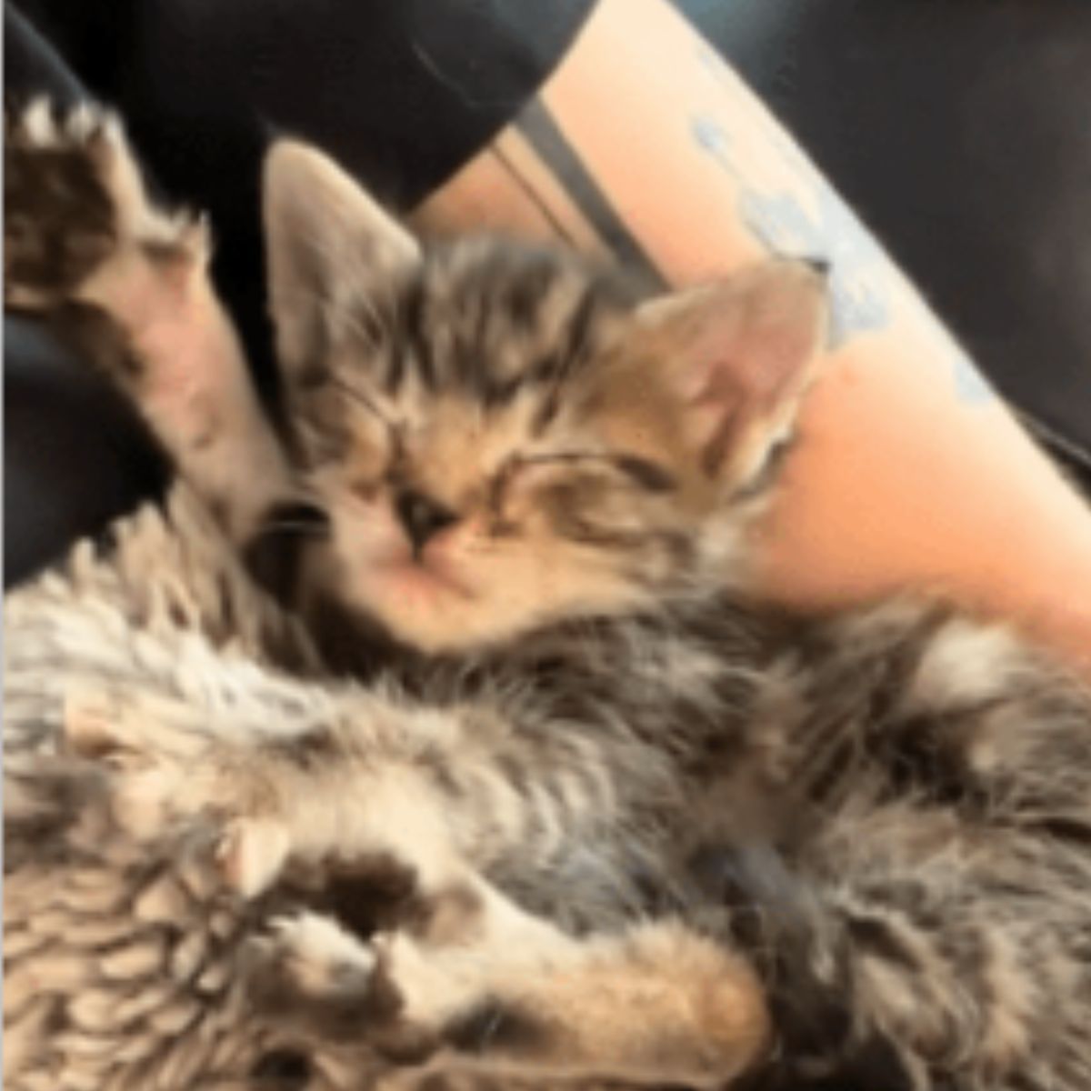 kitten sleeping on arm