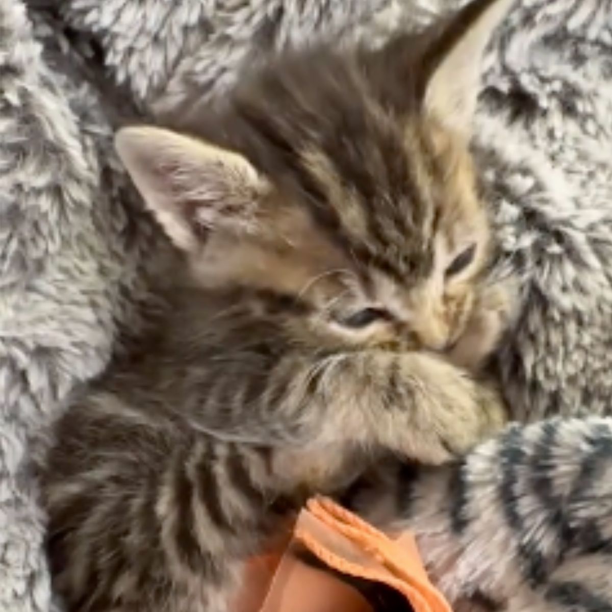kitten snuggled in blanket