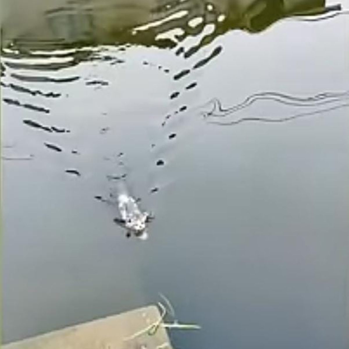 kitten swimming in the river