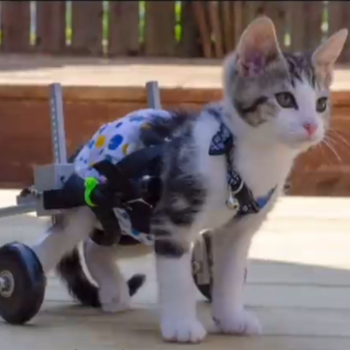 kitten walking with wheels on