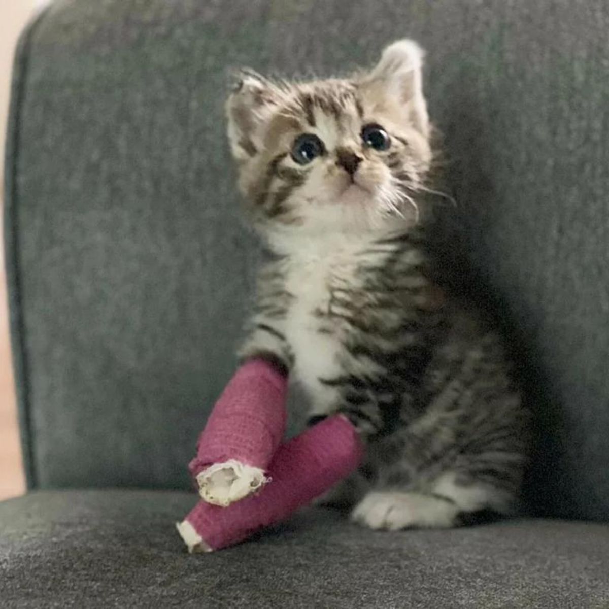 kitten wearing cast on front legs