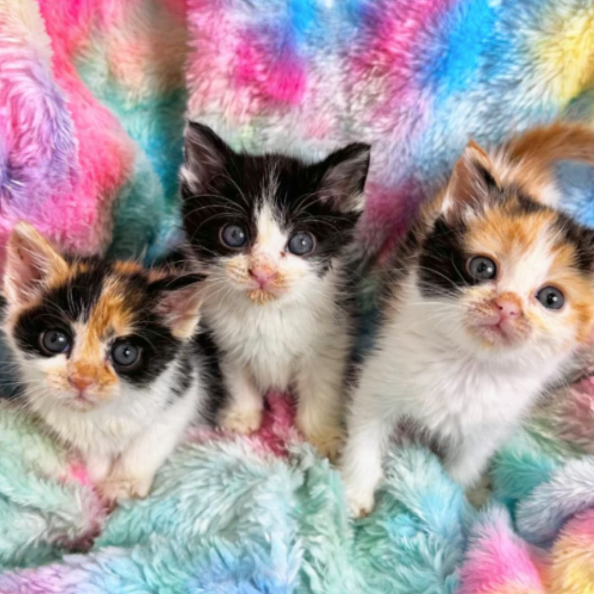 kittens on colorful blanket