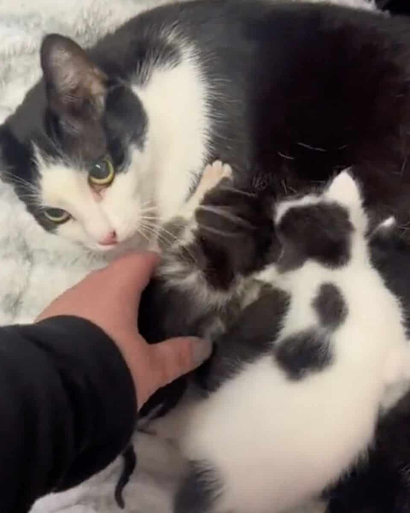 mama cat accepts orphaned kittens