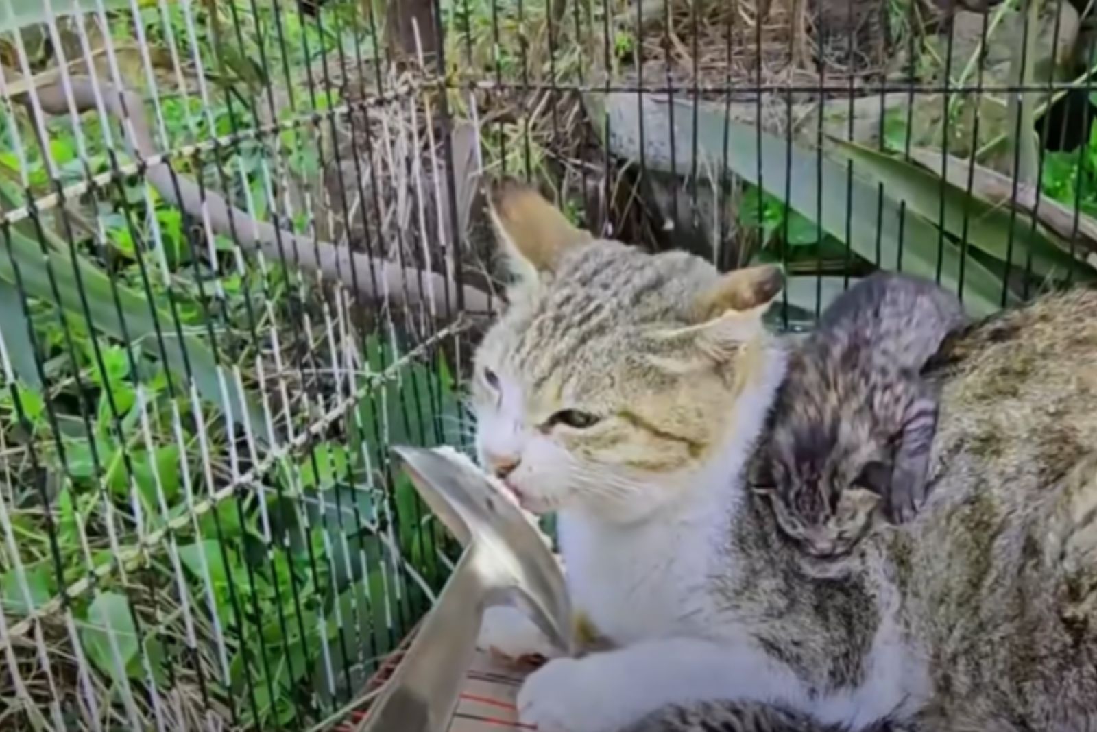 mama cat licking the spoon