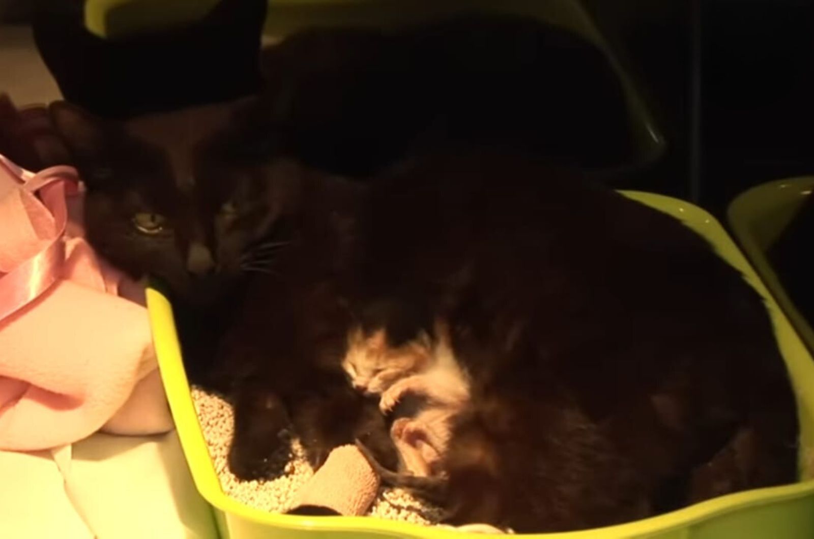 mama cat lying with a kitten