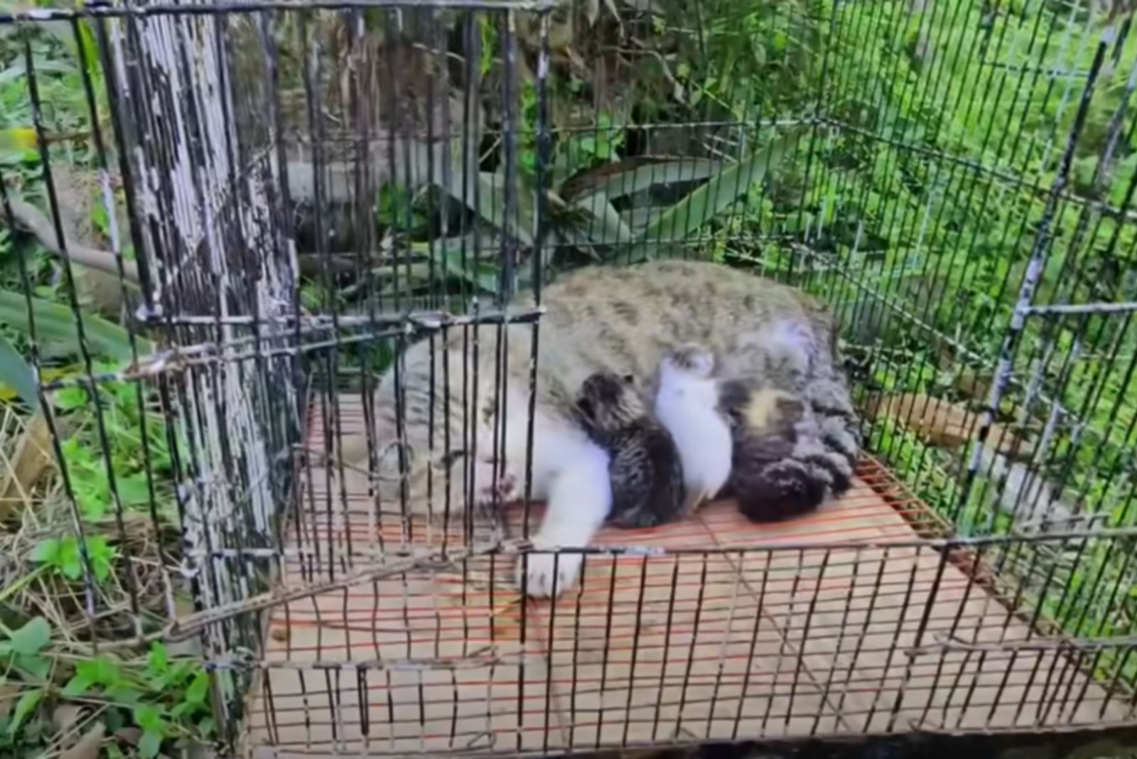 mama cat with her kittens in cage