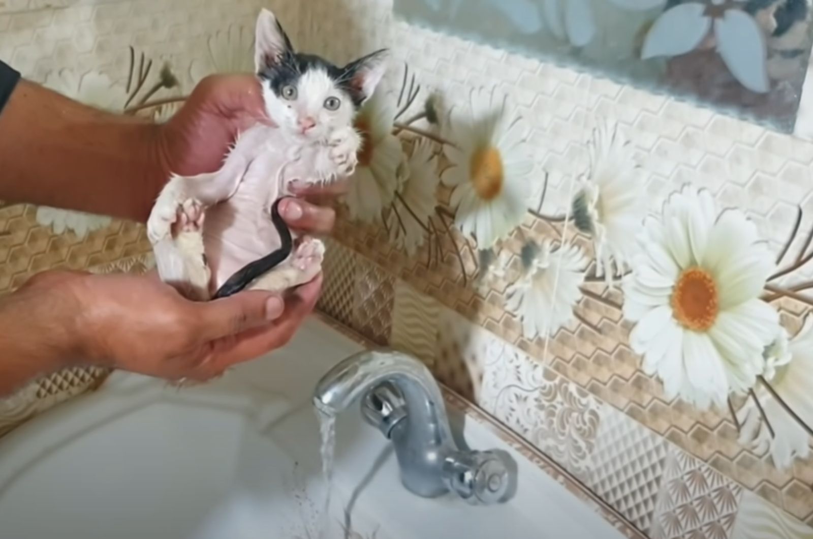 man bathing cute kitten