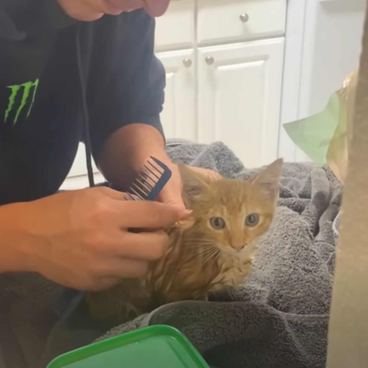 man brushing a cat