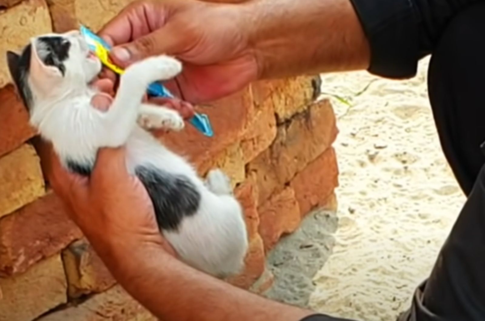 man feeding cute kitten