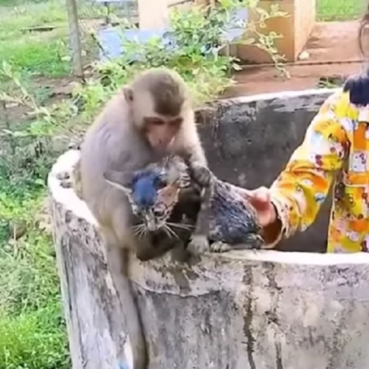 monkey rescued kitten from a well