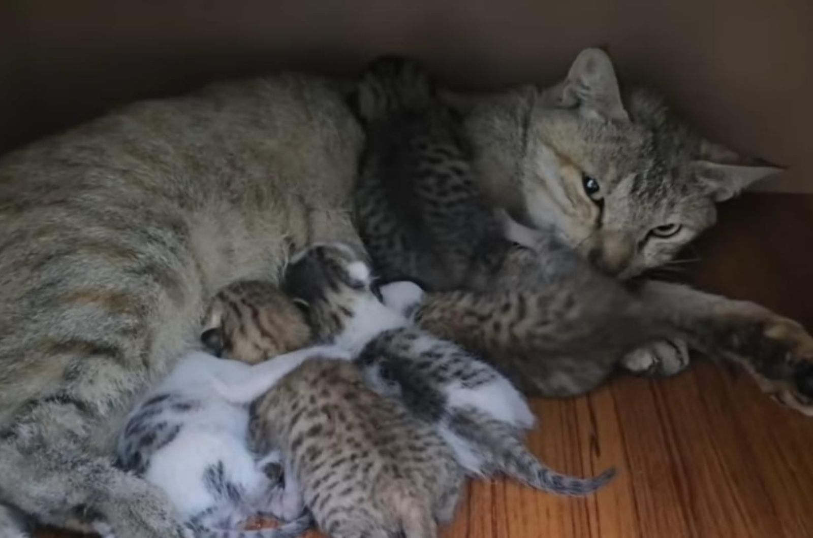 mother cat and gray kittens