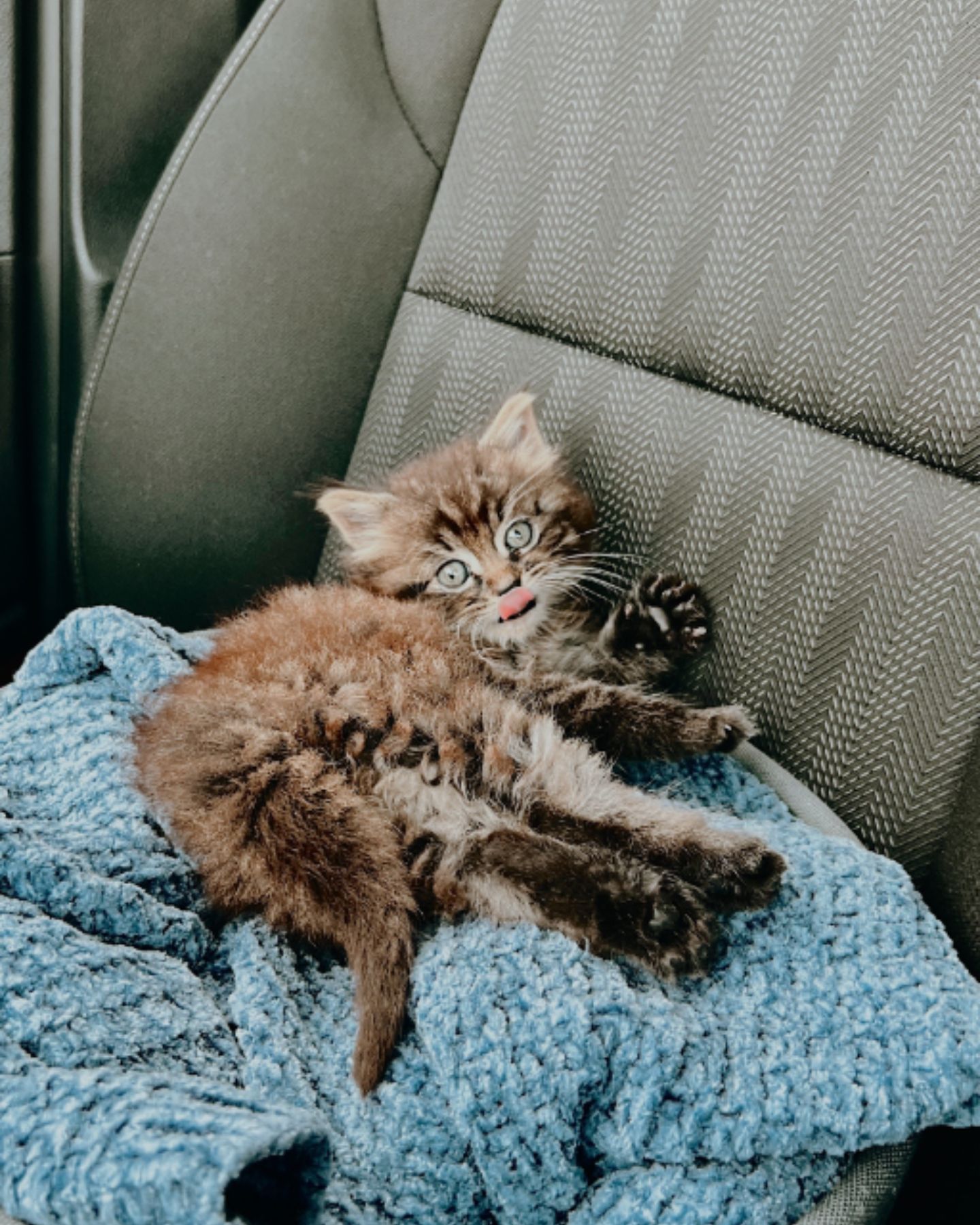 neglected kitten laying in car