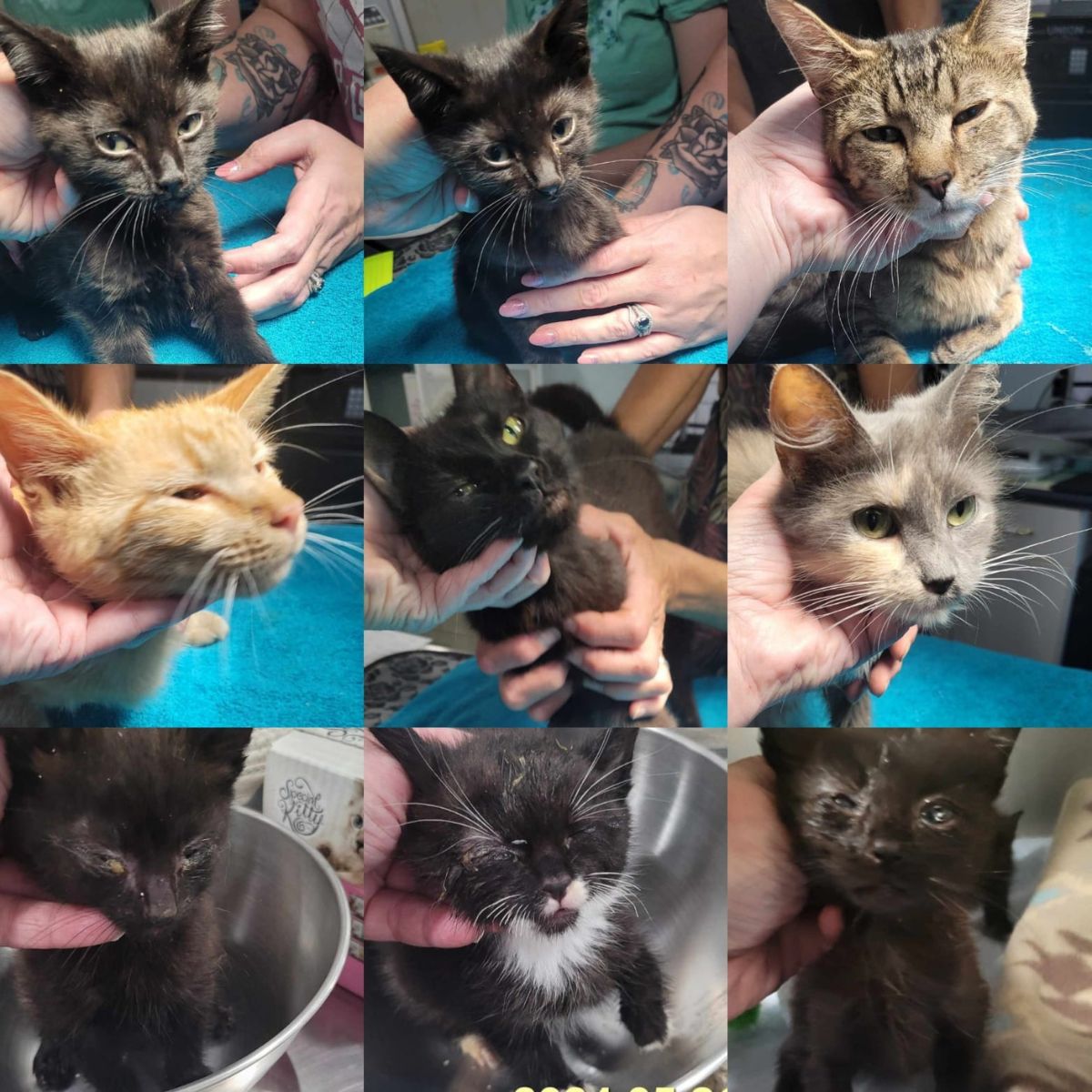 nine sweet kittens