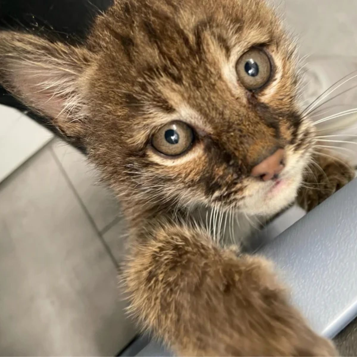 photo of bobcat kitten