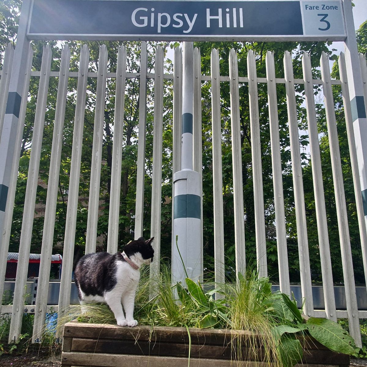 photo of cat at railway station