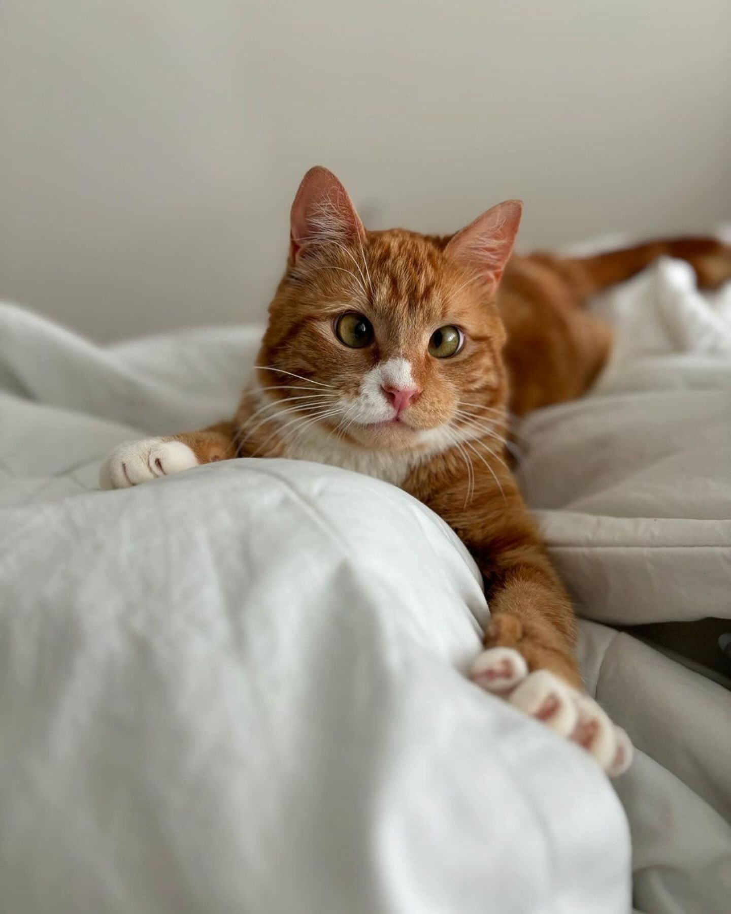 photo of cat lying in bed