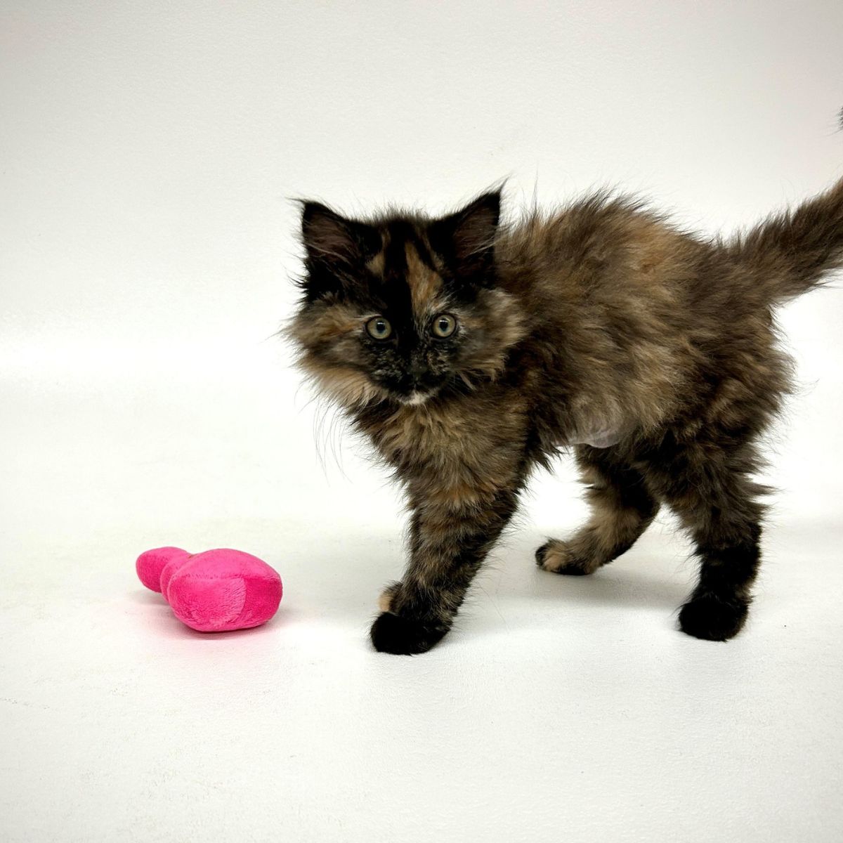 photo of kitten and a pink toy