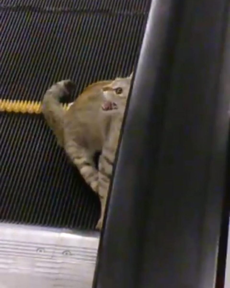 Poor Cat Gets Her Paws Stuck In A Moving Escalator Leaving Onlookers In Tears