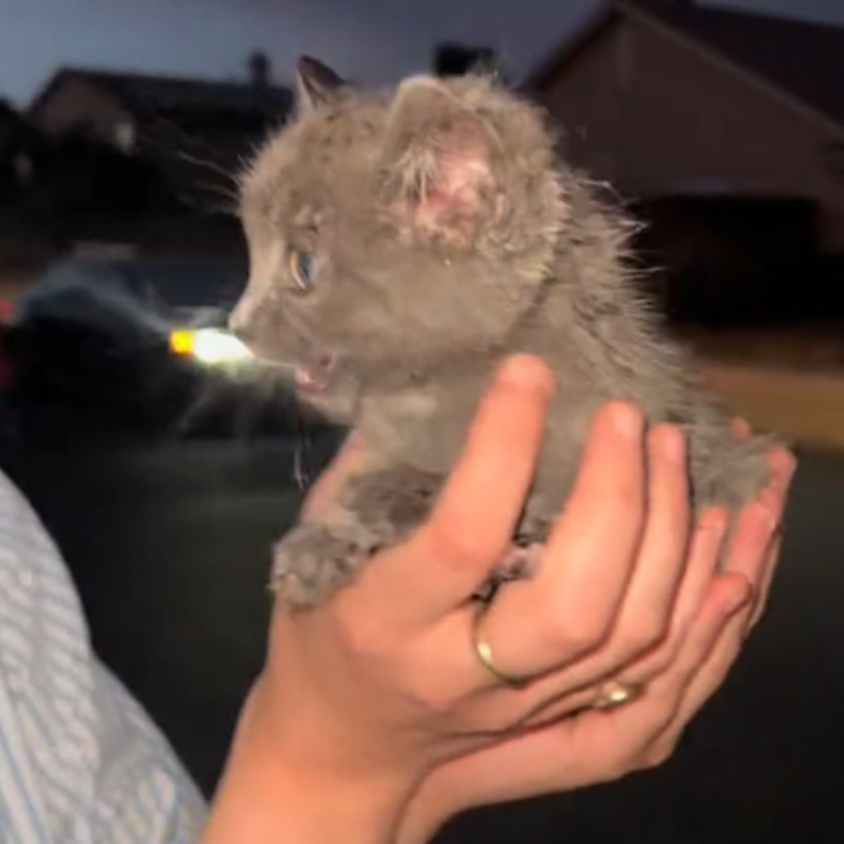 saved kitten