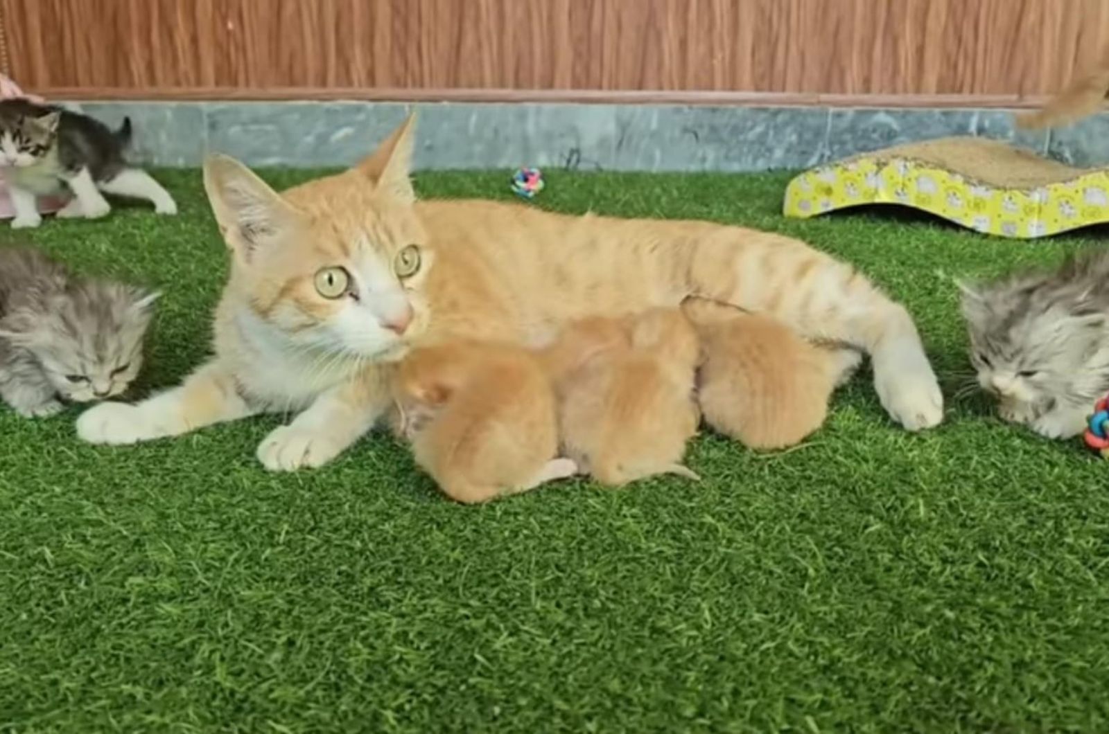 scared cat nursing kittens