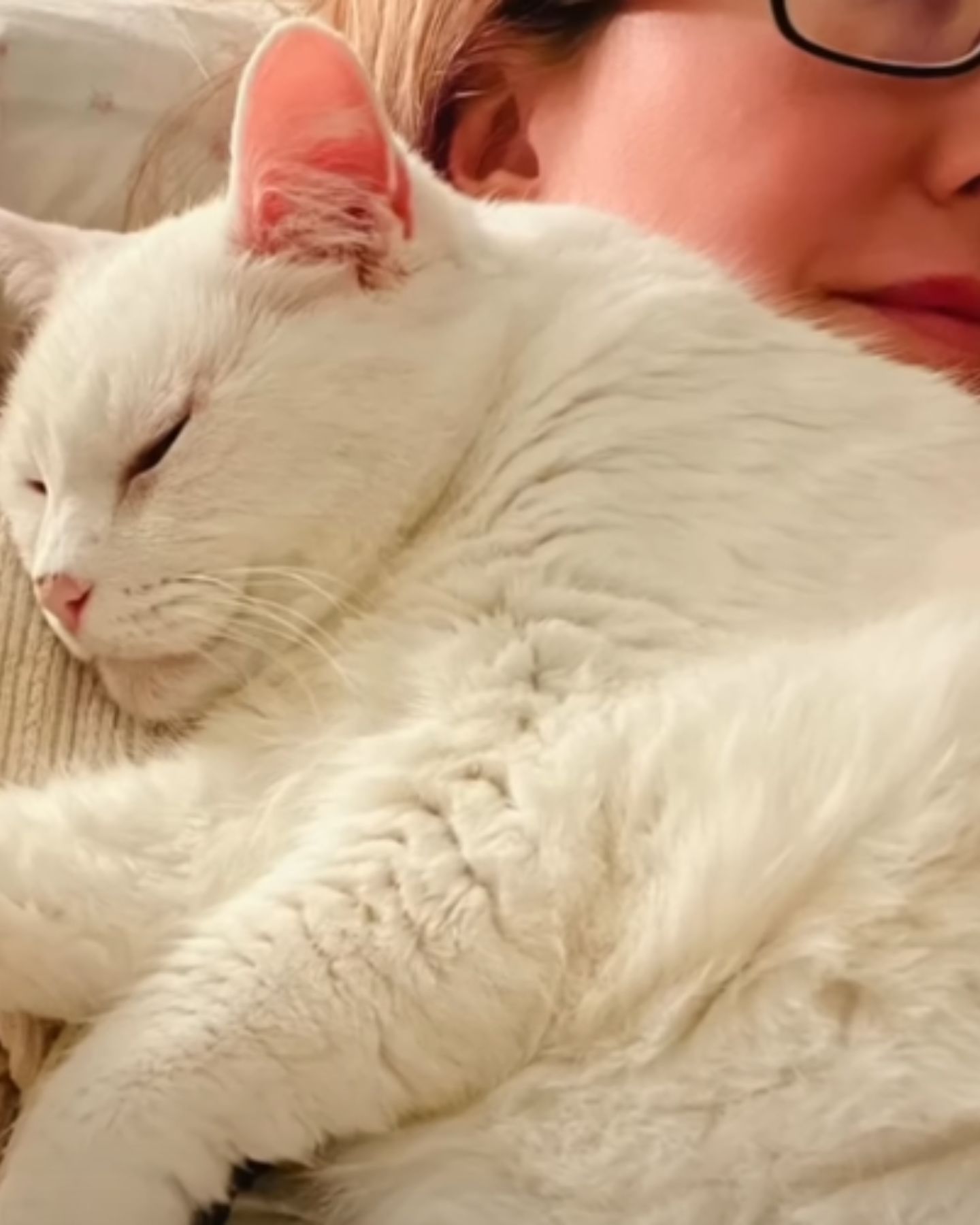 senior cat cuddling with woman