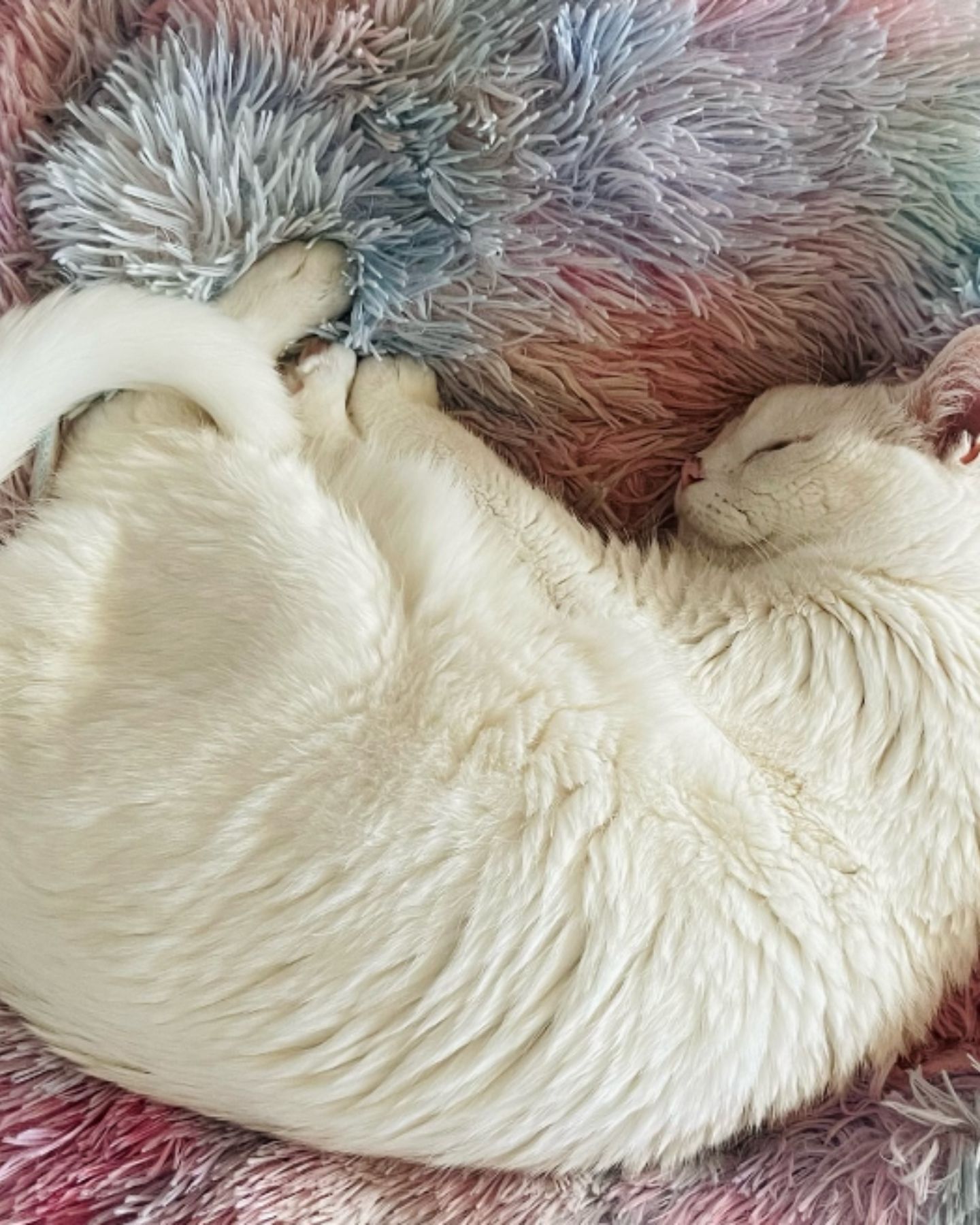 senior cat lying on fluffy blanket