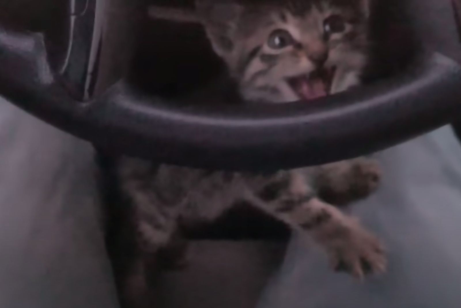 smiling kitten in the car