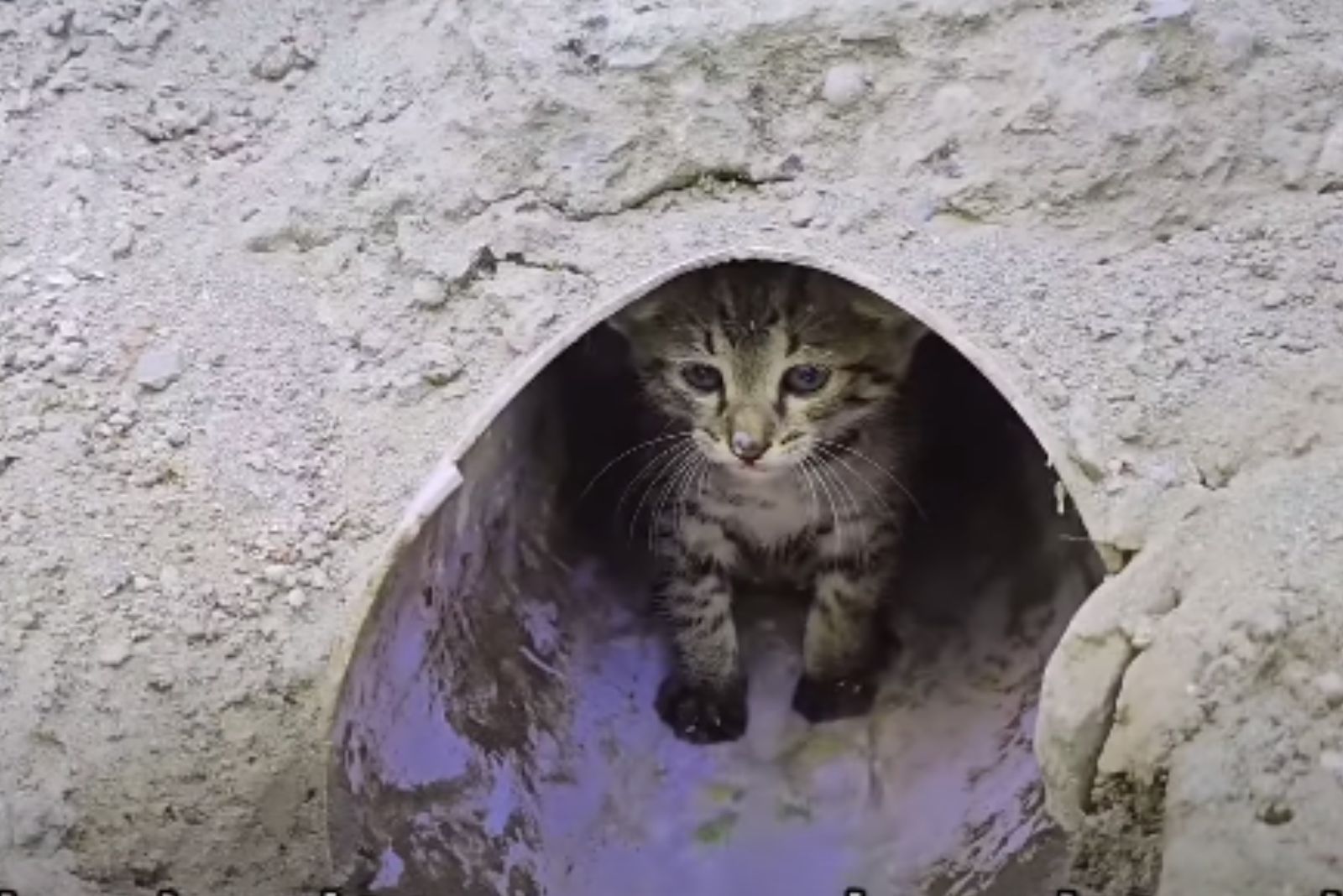 stray kitten in drainage pipe