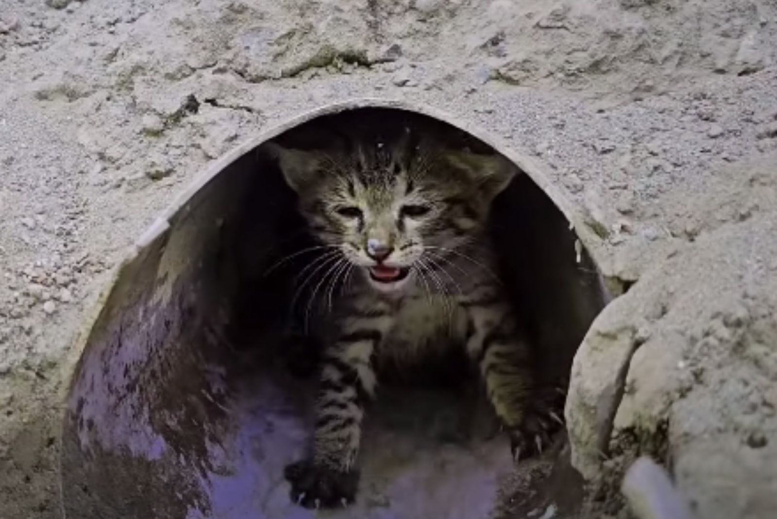 stray kitten in pipe