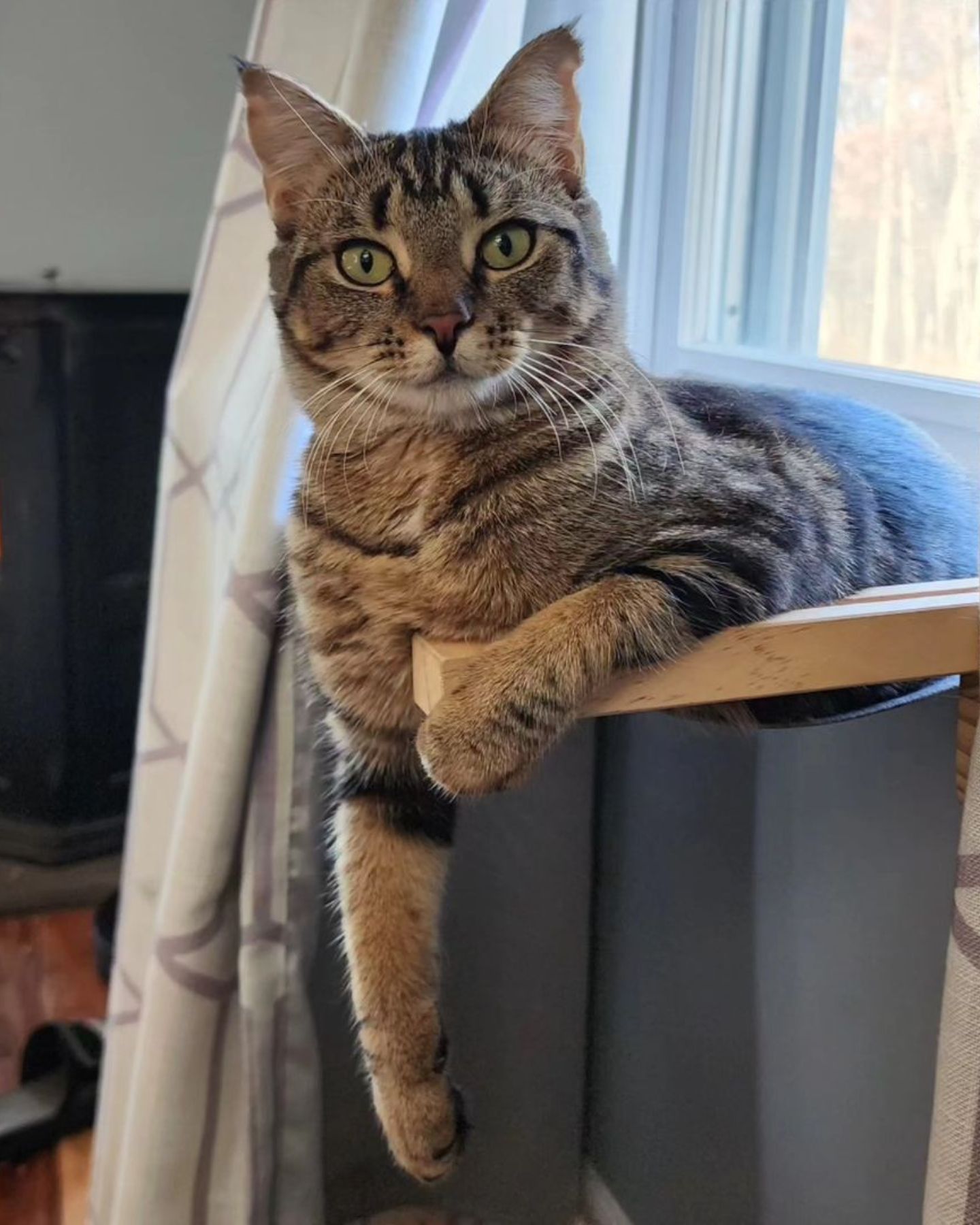 sweet cat laying in the house