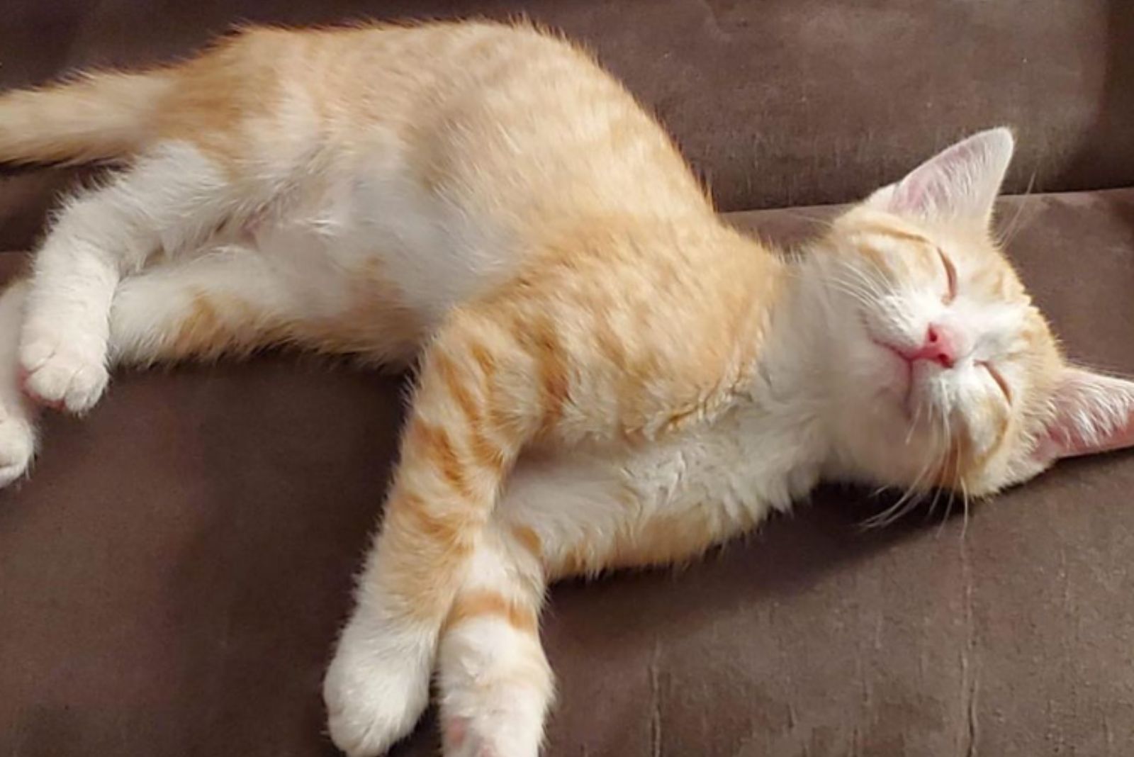 sweet ginger cat sleeping
