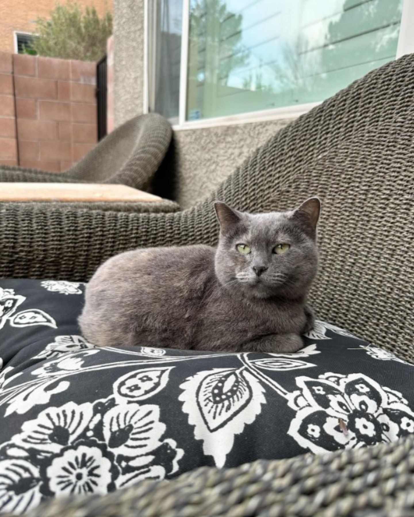 sweet gray cat sitting on sofa