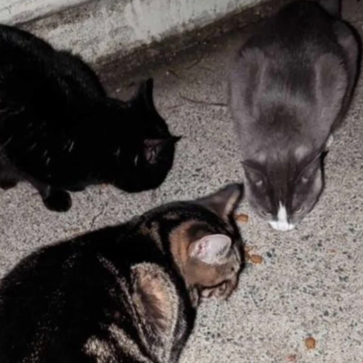 three abandoned kittens