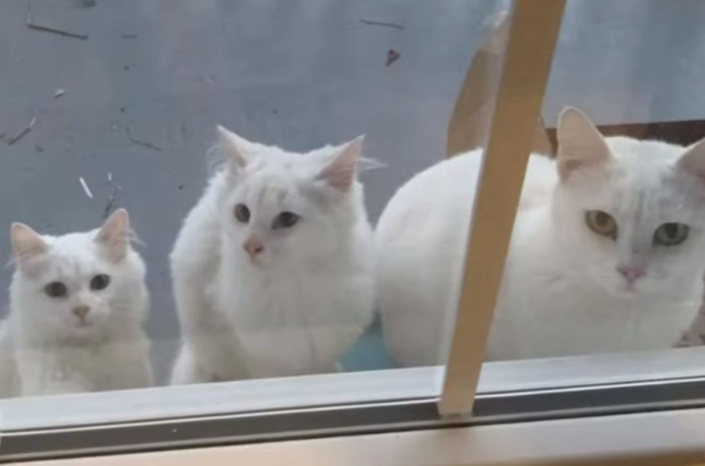 three white cats