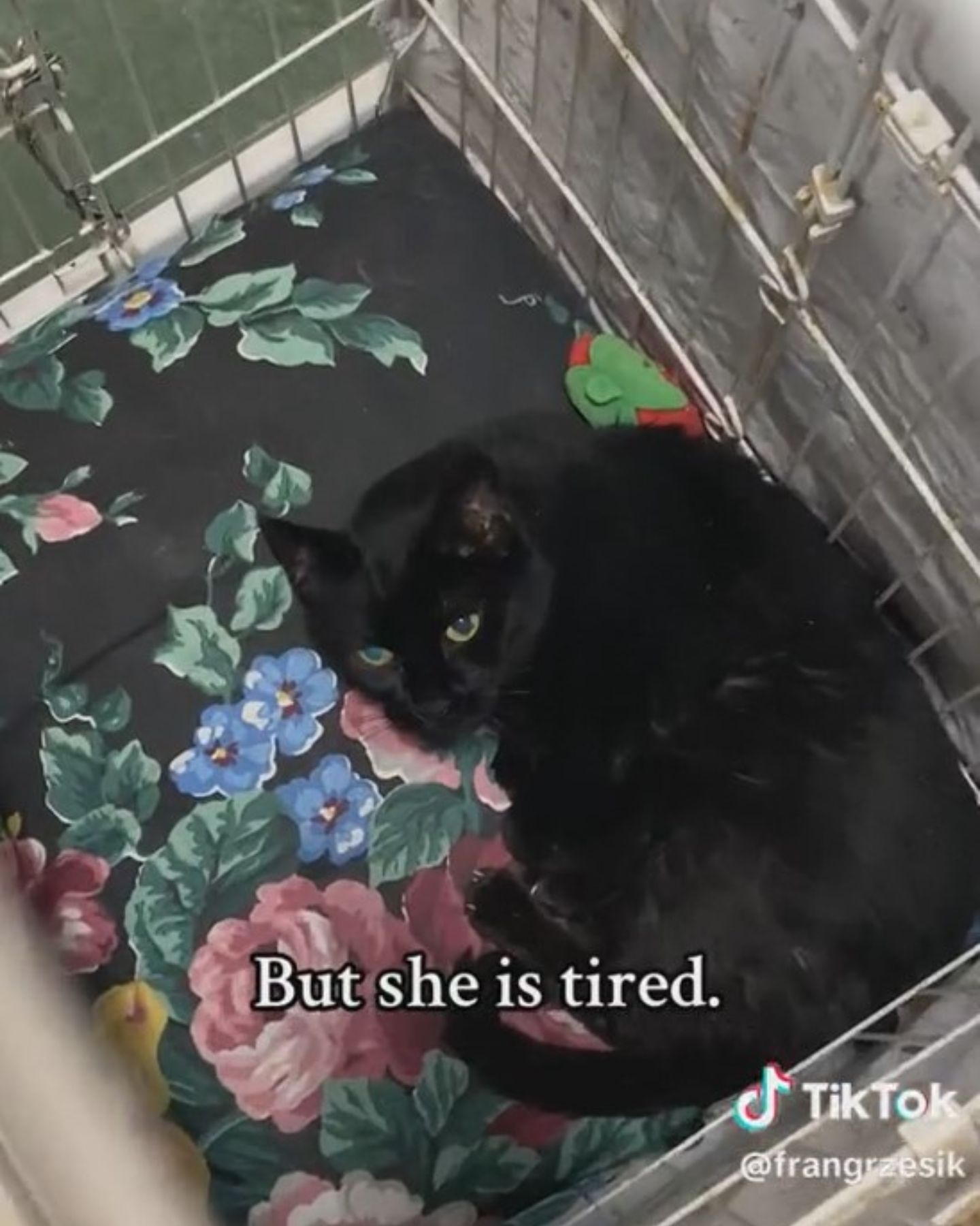 tired black cat