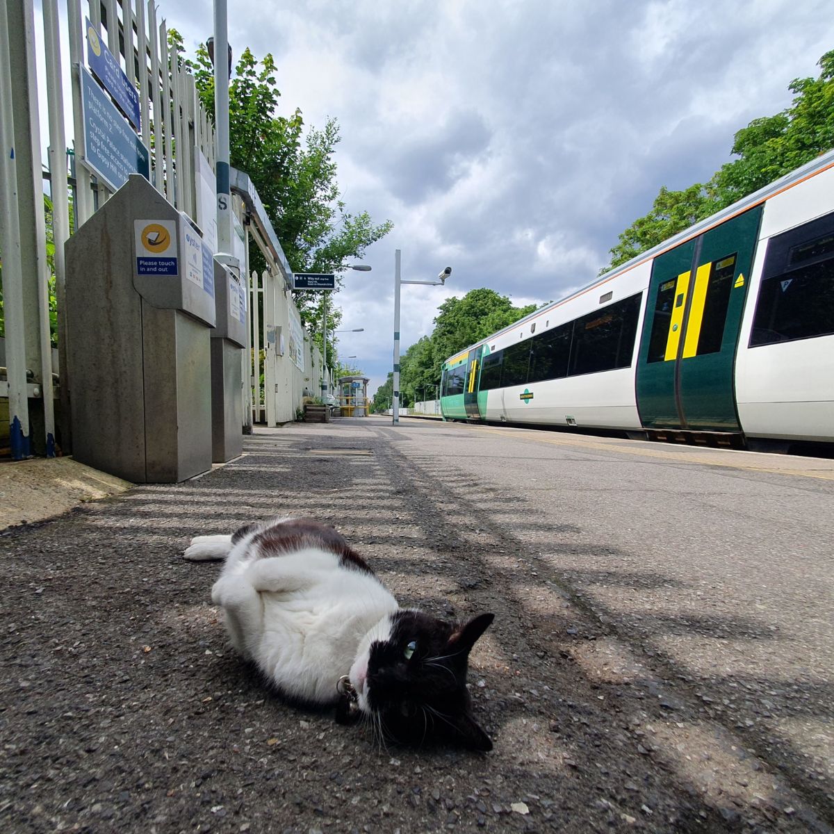 tuxedo cat at railway station
