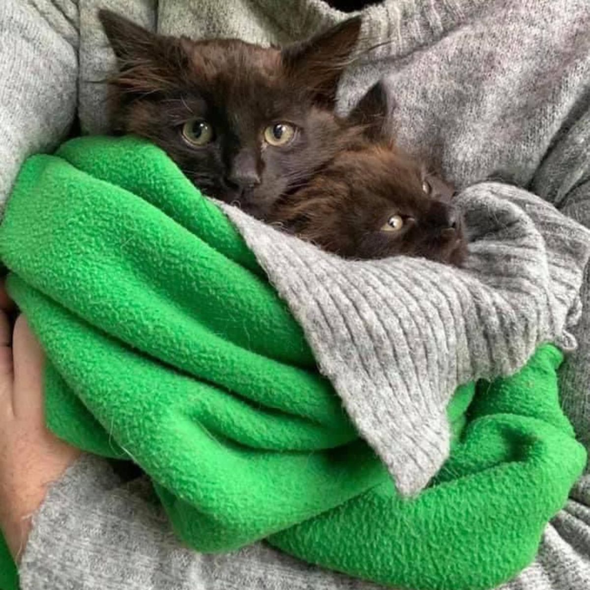 two cats bundled up