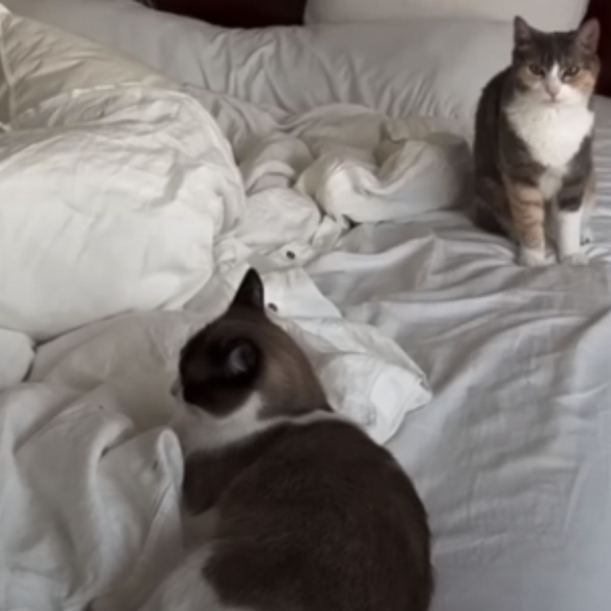 two cats on a bed