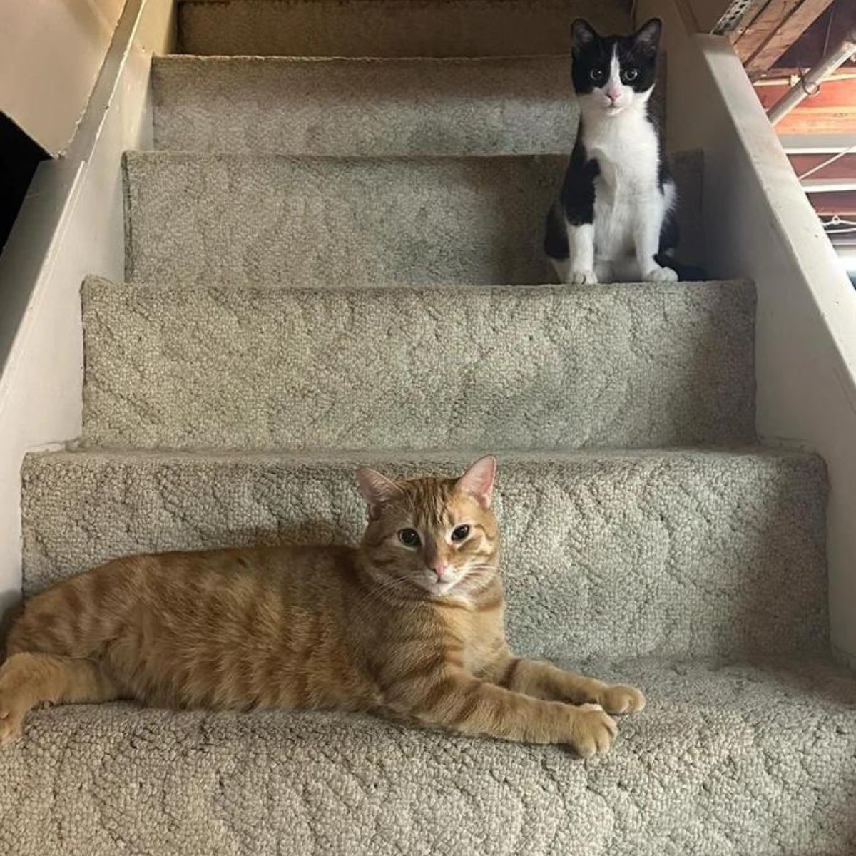 two cats on stairs