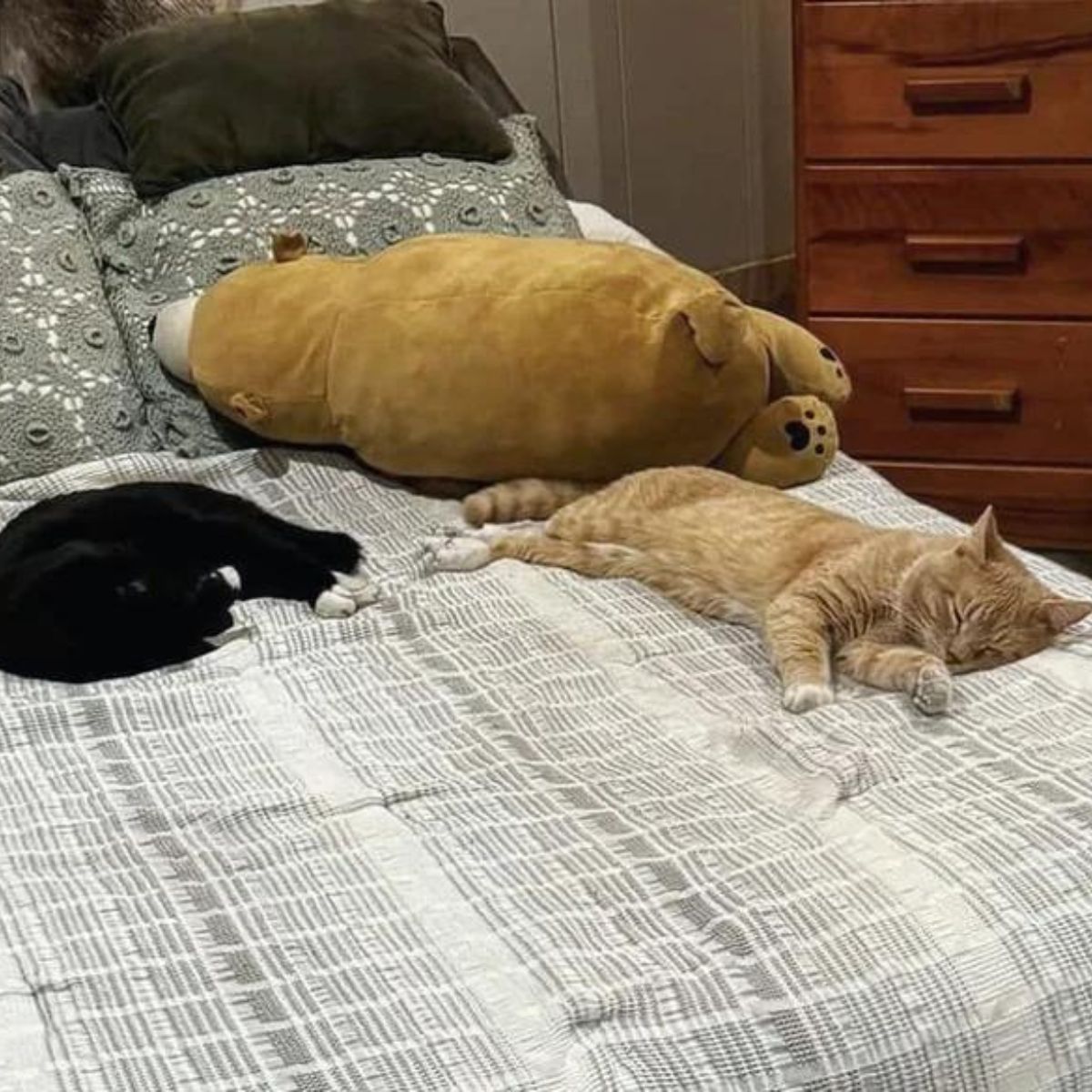 two cats sleeping on the bed
