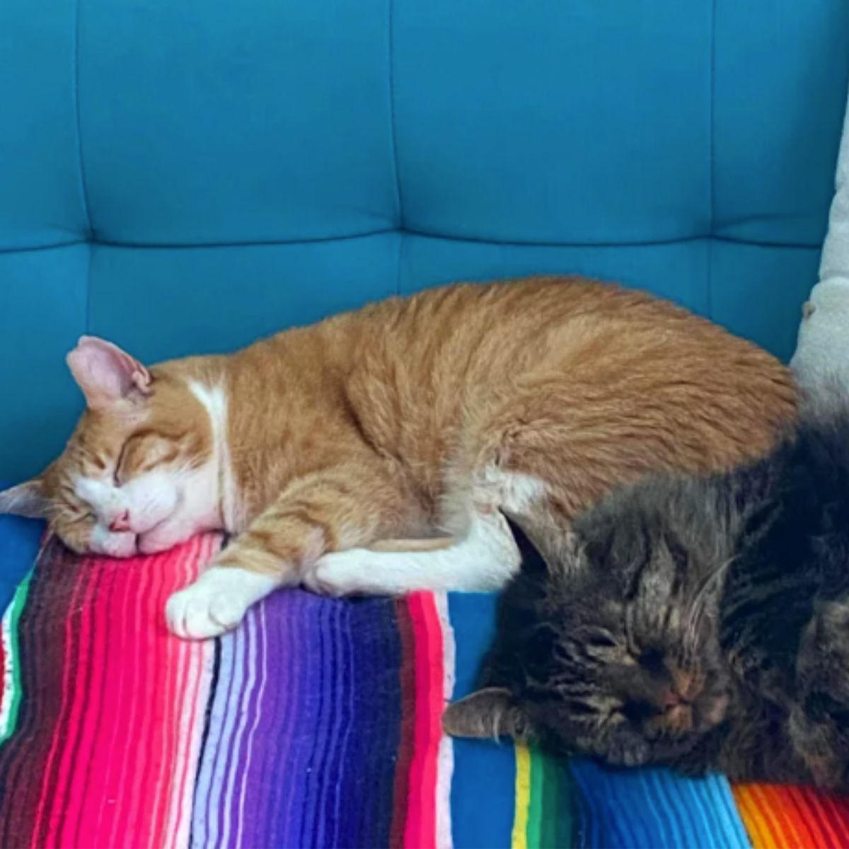 two cats sleeping on the couch