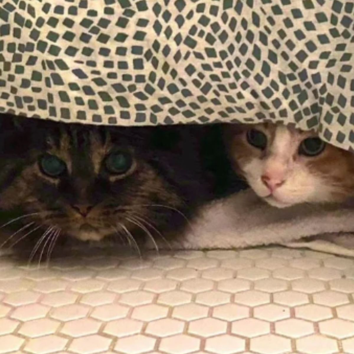 two cats under the blanket