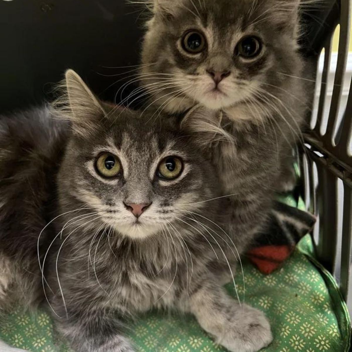 two gray cats
