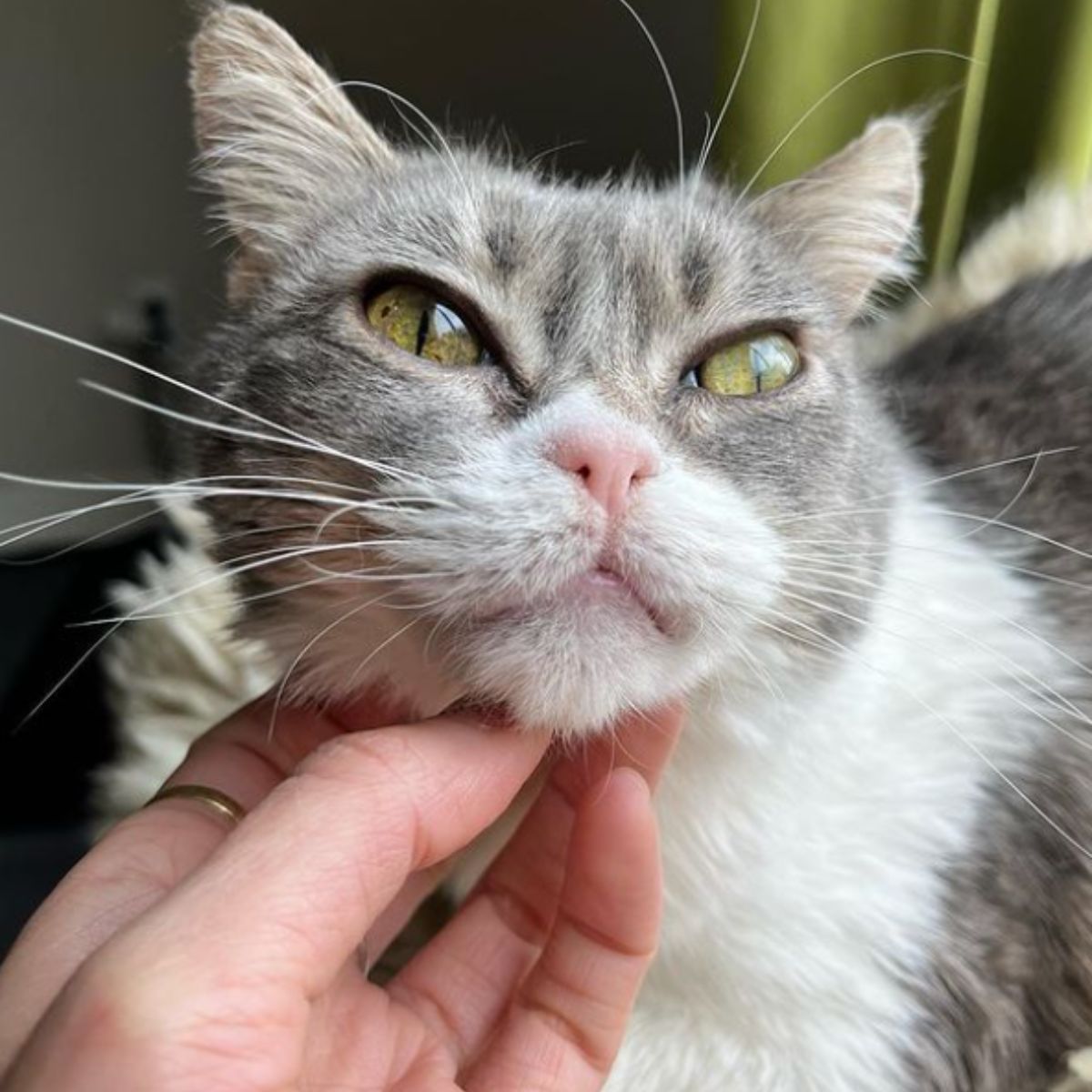 very sweet gray cat