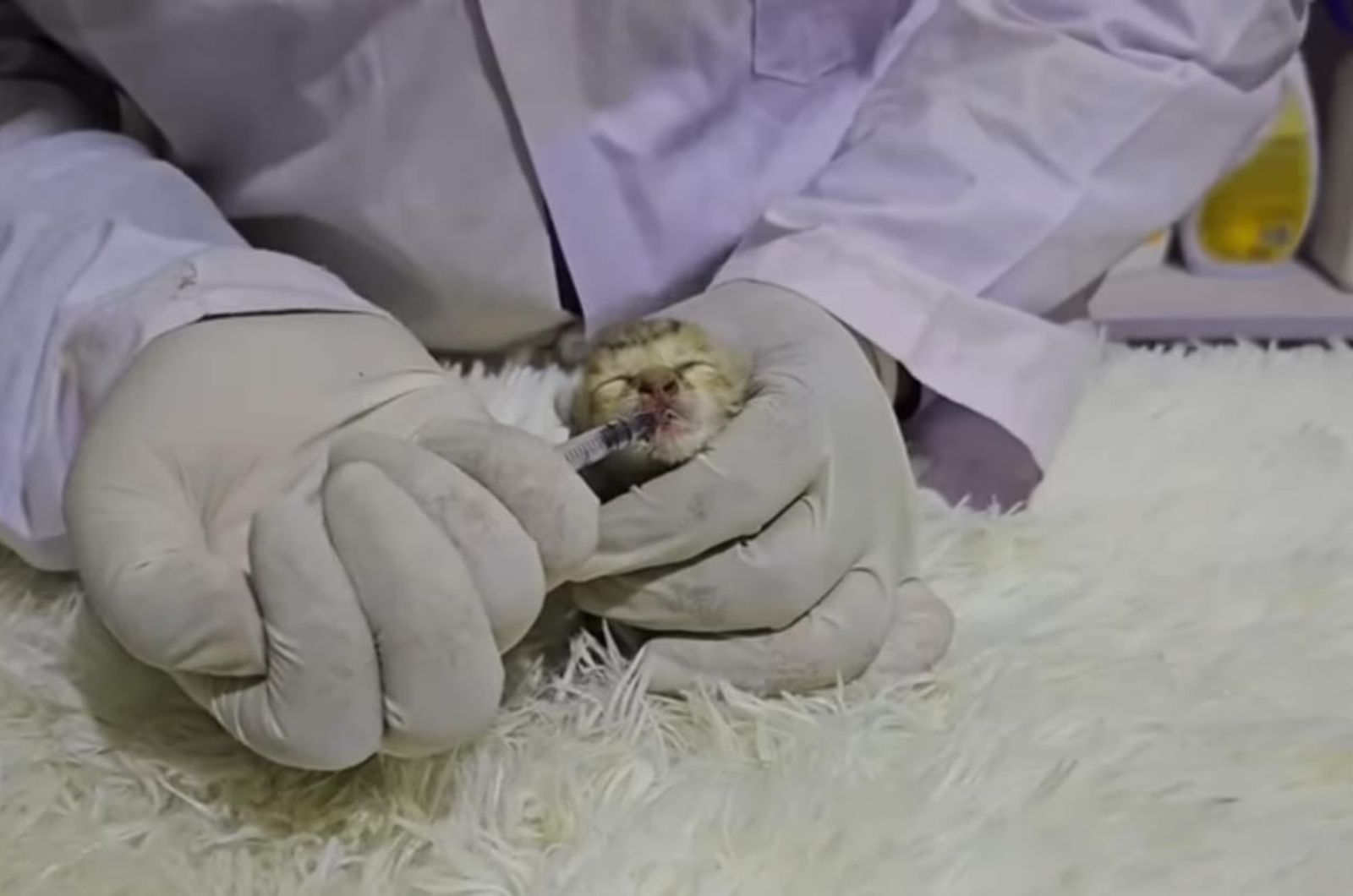 vet feeding newborn kitten