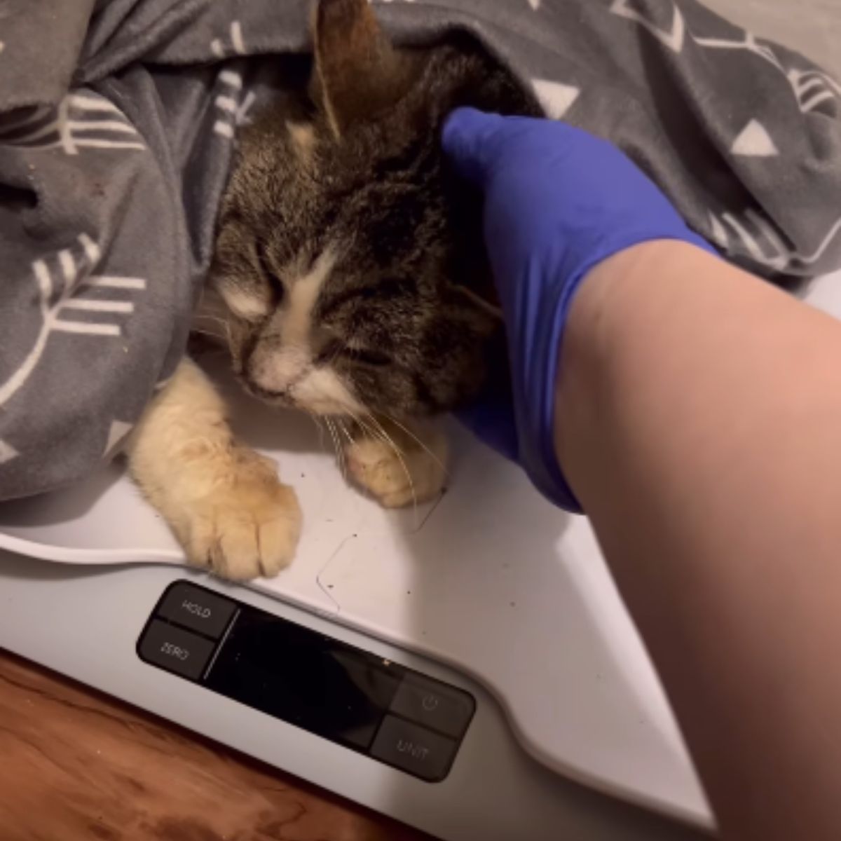 vet helping cat