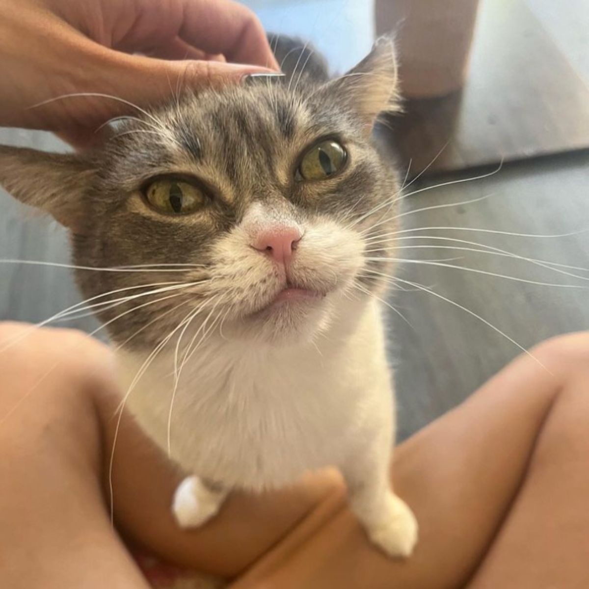 woman petting beautiful cat