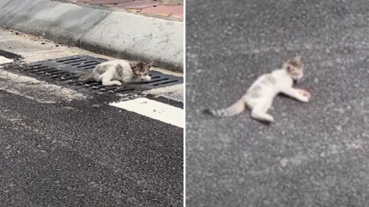 104-Degree Heat Shock Left The Kitten Motionless, But A Miracle Saved Him